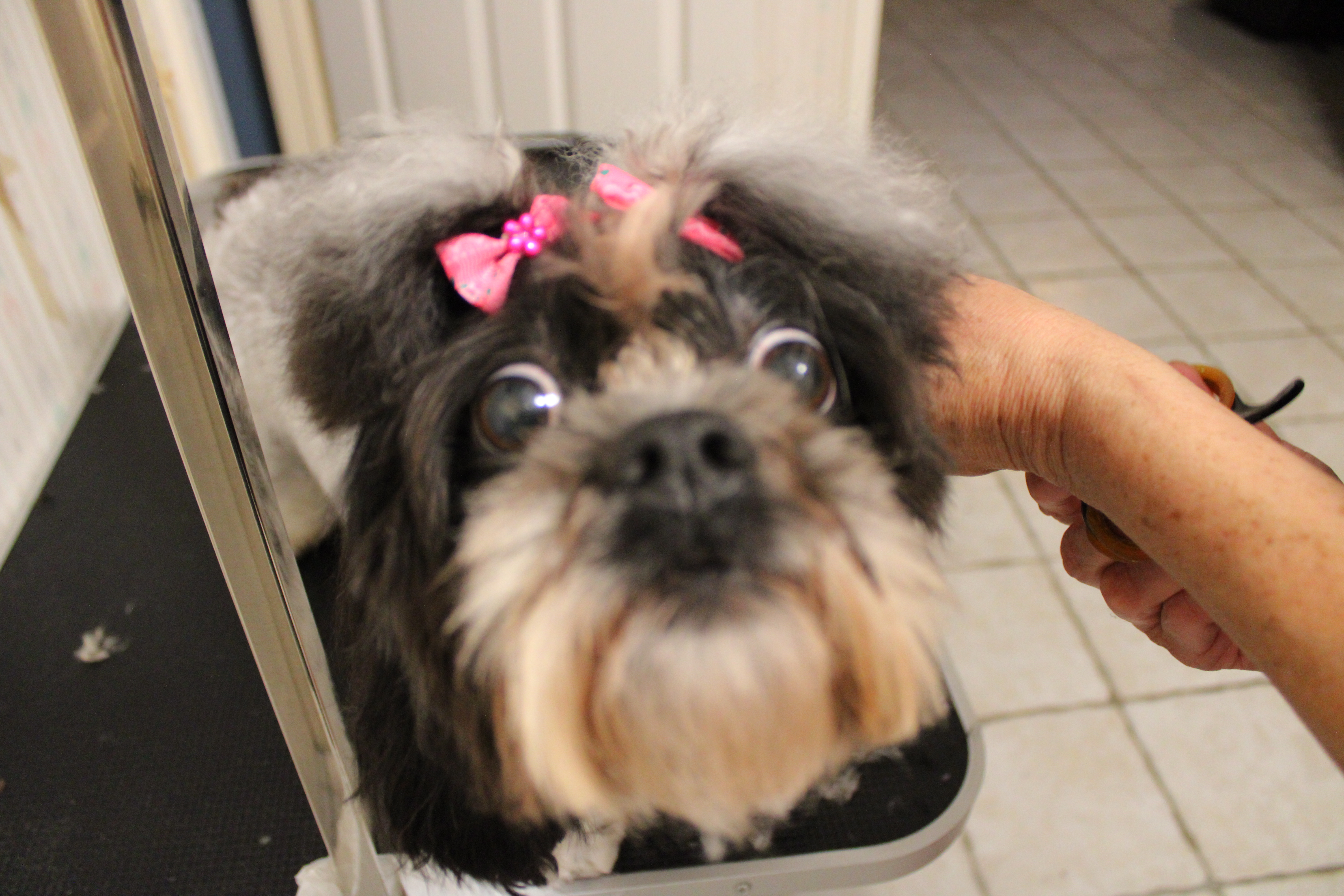 Yuri grooming a dog